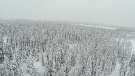 Winter-Forest-With-Frosty-Trees-From-Air