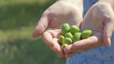Female-hands-with-green-olives
