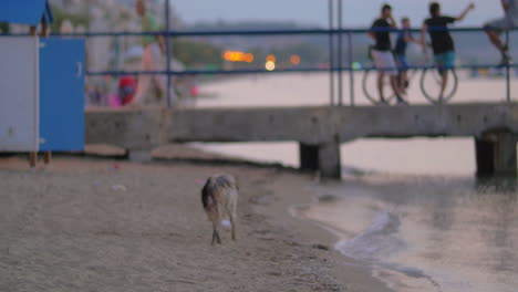 Dirty-Homeless-Stray-Dog-on-the-Beach