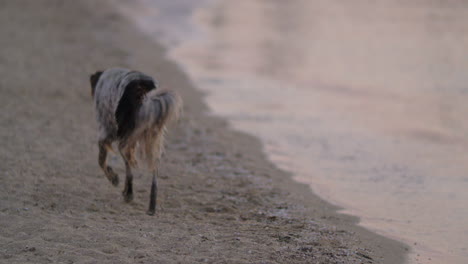 Stray-dog-wandering-at-the-seaside