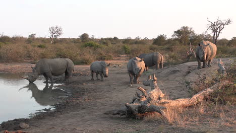 White-rhino-family-gathers-at-banks-of-watering-hole-as-adults-keep-watch-for-predators