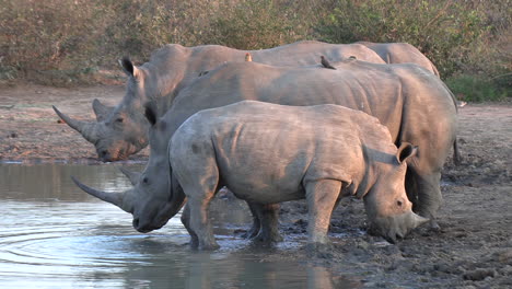White-rhino-calf-backs-up-agains-family-at-watering-hole,-magnificient-horned-animals