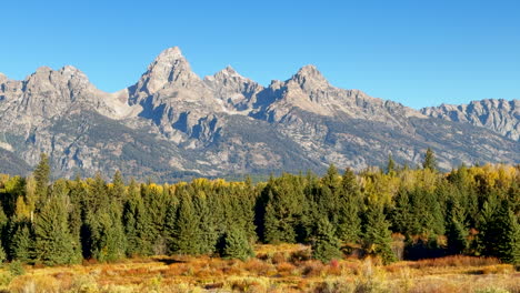 Grand-Teton-National-Park-entrance-Blacktail-Ponds-Overlook-wind-in-tall-grass-fall-Aspen-golden-yellow-trees-Jackson-Hole-Wyoming-mid-day-beautiful-blue-sky-no-snow-on-peak-cinematic-pan-left-motion