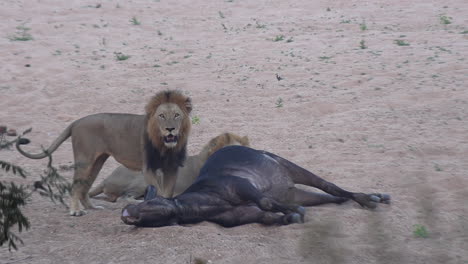 Two-male-lions-by-buffalo-kill-on-sandy-ground-in-South-Africa,-wide