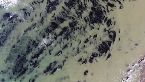 Top-view-drone-video-capturing-the-scenic-beach-shore-with-abundant-seaweed,-featuring-waves-as-the-drone-moves-forward-along-Bodega-Bay,-Gualala-Coast,-California