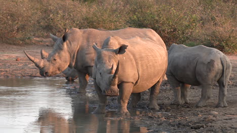 Birds-fly-by-white-rhinos-at-waterhole-at-golden-hour-in-South-Africa