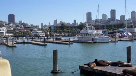 San-Francisco-Harbor-With-boats-and-Sea-lions-on-docks--skyline-in-background