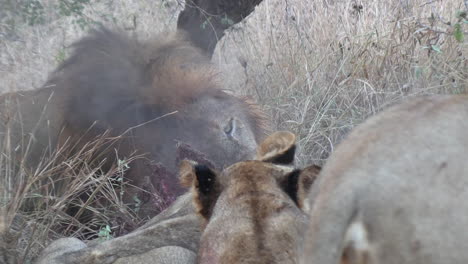 Zoom-out-from-lions-feed-as-smoke-rises-off-of-animal-carcass-in-savannah,-pride-gathers-to-eat
