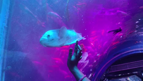 Junge-Mädchen-Berühren-Fische,-Menschen-Beobachten-Fische-Im-Unterwassertunnel