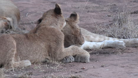 Mother-lion-and-cub-share-tender-moment-of-grooming-and-affection