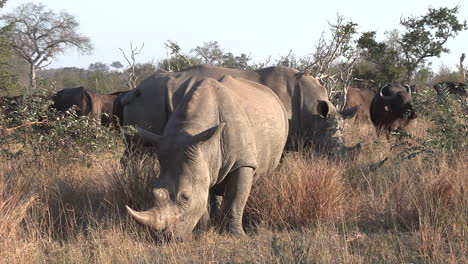 El-Rinoceronte-Y-El-Búfalo-Africano-Pastan-Juntos-En-Pastizales-De-África,-Estático