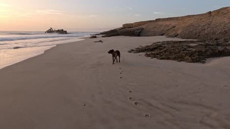 Ein-Ruhiger-Moment,-In-Dem-Ein-Schwarzer-Hund-Während-Eines-Atemberaubenden-Sonnenuntergangs-Anmutig-Am-Sandstrand-Entlang-Spaziert-Und-Dabei-Die-Essenz-Des-Friedlichen-Küstenlebens-Und-Die-Verbindung-Zwischen-Der-Natur-Und-Seinen-Hundegefährten-Einfängt
