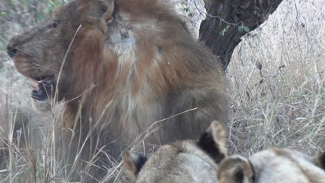Rear-view-of-lion-aggressively-eating-and-hitting-meat-carcass-of-dead-prey-animal