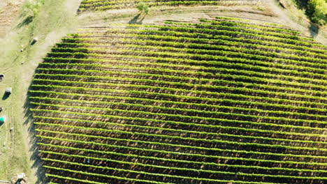 Drone-aerial-shot-of-big-vineyard