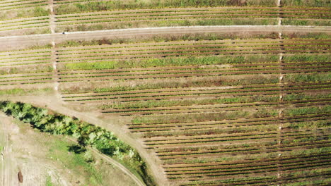 Aerial-footage:-Top-down-view-of-beautiful-vineyard