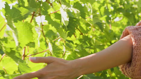 Unrecognisable-woman-hand-touching-vine