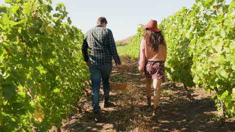Couple-walking-in-a-vineyard-with-a-basket-of-grapes
