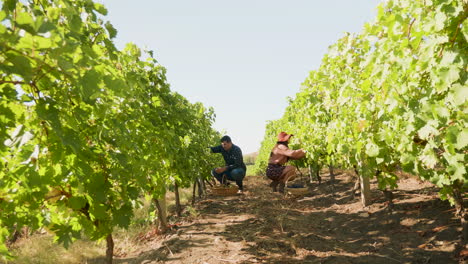 Caucasian-couple-harvesting-grapes-in-a-vineyard