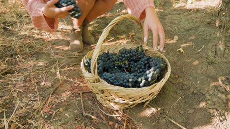 Woman-hands-placing-grapes-in-a-basket
