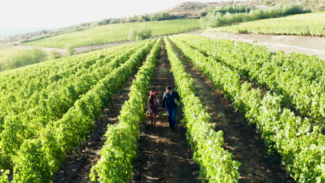 Beautiful-caucasian-couple-walking-in-vineyard-with-glasses-of-wine