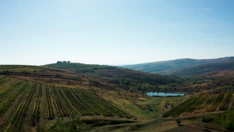 Aerial-shot-of-beautiful-rural-vineyard