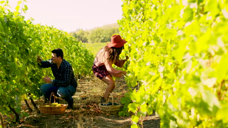 Couple-in-vineyard-harvesting-grapes