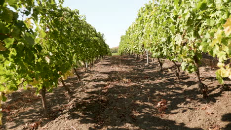 Walking-between-vines-in-beautiful-vineyard