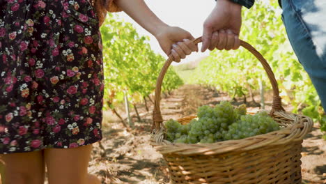 Man-and-woman-carrying-a-big-basket-with-white-grapes