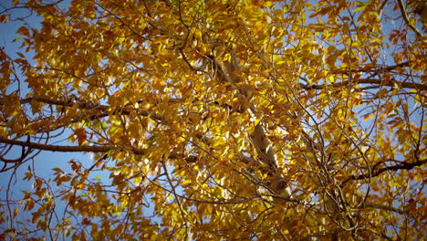 Closeup-Of-Quaking-Aspen-With-Yellow-Foliage-In-Autumn