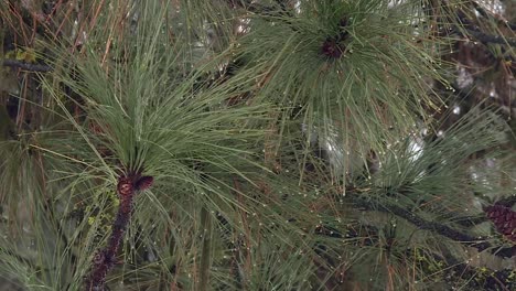 Pinus-Devoniana-Conífera-En-El-Bosque-Nacional-De-Boise,-Idaho,-EE.UU.