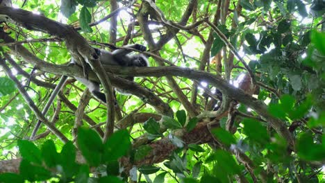 Seen-from-under-while-resting-on-branches-then-moves-to-the-right-to-another-bigger-branch-to-rest-on,-Spectacled-Leaf-Monkey-Trachypithecus-obscurus,-Thailand