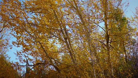 Quaking-Aspen-Grove-On-A-Windy-Day-In-Fall