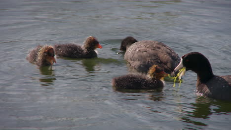 American-Coot-Feeding-Chicks-Over-Calm-Lake