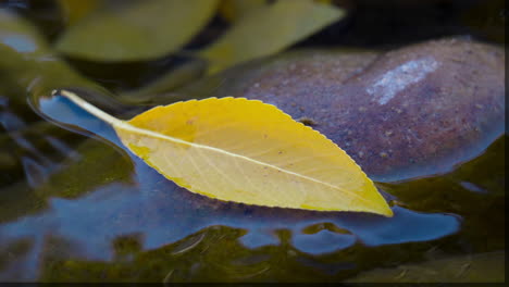Gelbes-Herbstblatt,-Das-Mit-Felsen-Im-Wasser-Schwimmt