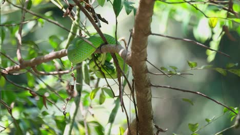 Camera-zooms-out-as-this-snake-shows-its-head-under-its-body-looking-down-the-tree-being-careful-as-a-defensive-position,-Vogel's-Pit-Viper-Trimeresurus-vogeli,-Thailand