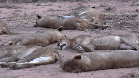 Lions-lie-and-rest-on-ground-at-South-African-savanna,-close-view