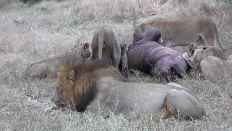 Zoom-out-from-pride-of-lions-feeding-on-hippo-carcass-in-tall-grass