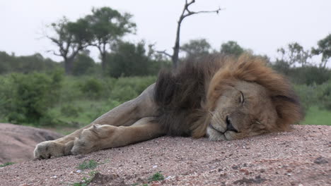 Male-lion-lays-on-sandy-soil-sleeping-as-wind-blows-across-mane