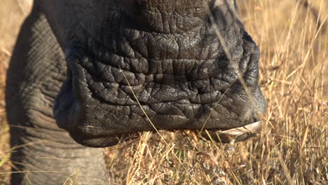 Close-up-of-mouth-of-white-rhino-chewing-on-dry-grass,-golden-hour