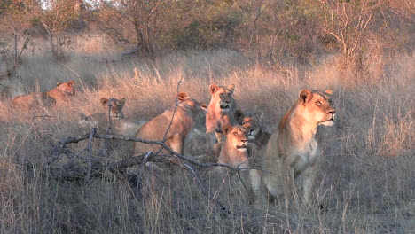 Lionness-and-cubs-gather-sitting-alert-at-golden-hour-watching-the-distance