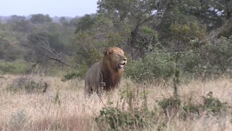 Male-lion-with-magnificient-mane-roars-and-stalks-in-grassland