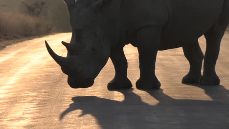 Epic-silhouette-of-white-rhino-with-horn-standing-on-asphalt-pavement-road,-shadow-on-ground-at-golden-hour