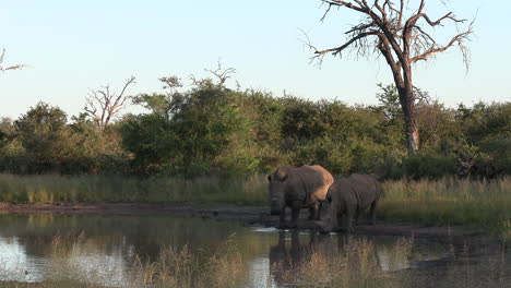 Dehorned-female-rhino-brings-young-calf-to-shallow-watering-hole-at-sunset,-space-for-text