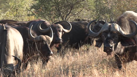 Rudel-Afrikanischer-Büffel-Grasen-Zusammen-Und-Fressen-Auf-Hohem-Gras-Aus-Der-Ebene