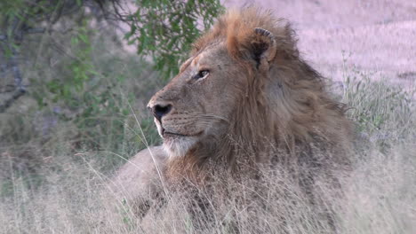 Male-lion-sits-as-wind-blows-tall-grass,-telephoto-compression-of-profile-side-view