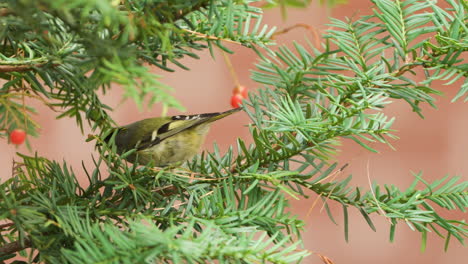 Goldcrest-Bird-Forages-on-Spruce-Branches-Close-up