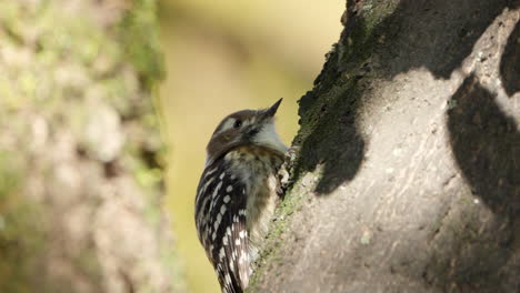 Alerted-Japanese-Pygmy-Woodpecker-Perched-on-Tree-Trunk-Close-up
