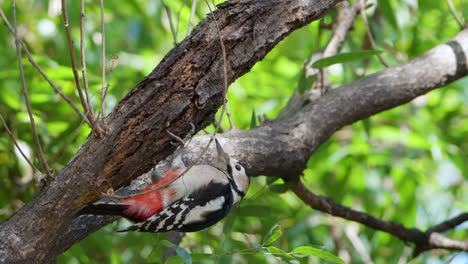 Great-Spotted-Woodpecker-Wood-Pecking-at-Summer-Forest-Close-up