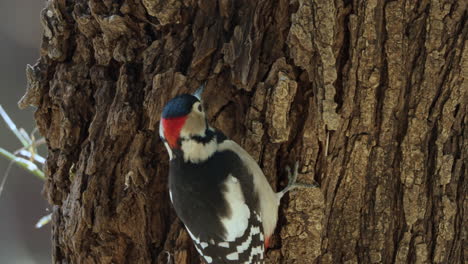 Close-up-of-a-male-great-spotted-woodpecker,-pecking-bark-huge-tree-trunk-searching-insects