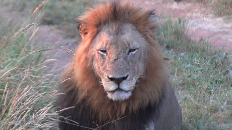 Male-lion-with-tired-worn-eyes-maintains-eye-contact-between-tall-grass-at-golden-hour